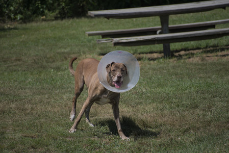 20250629_Home flowers and dog park__DSC0604_.jpg