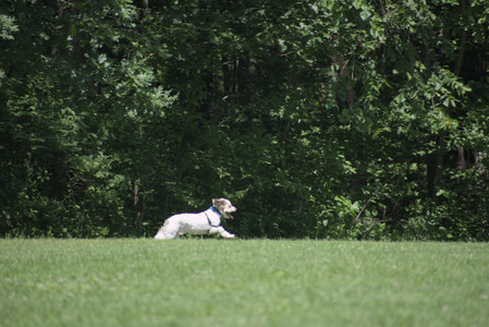 20250629_Home flowers and dog park__DSC0606_.jpg