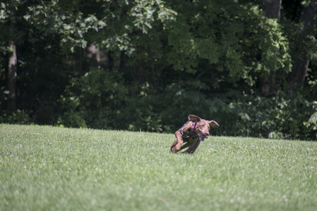 20250629_Home flowers and dog park__DSC0620_.jpg