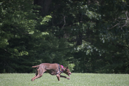 20250629_Home flowers and dog park__DSC0626_.jpg