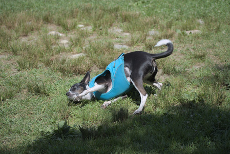 20250629_Home flowers and dog park__DSC0629_.jpg