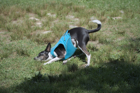 20250629_Home flowers and dog park__DSC0630_.jpg