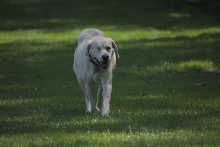 20250629_Home flowers and dog park__DSC0641_.jpg