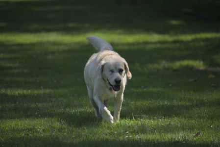 20250629_Home flowers and dog park__DSC0645_.jpg