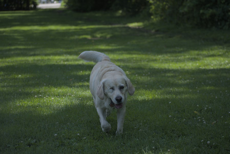 20250629_Home flowers and dog park__DSC0656_.jpg