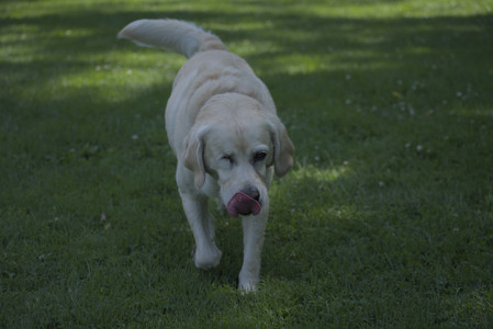 20250629_Home flowers and dog park__DSC0657_.jpg