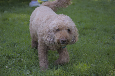 20250629_Home flowers and dog park__DSC0659_.jpg