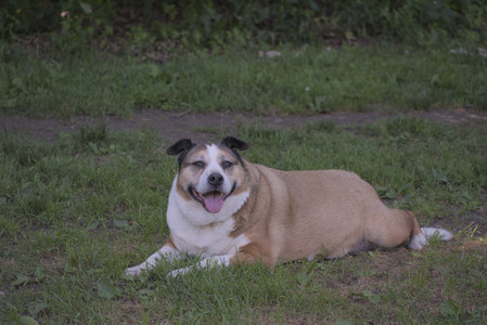 20250629_Home flowers and dog park__DSC0667_.jpg