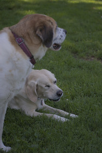 20250629_Home flowers and dog park__DSC0690_.jpg