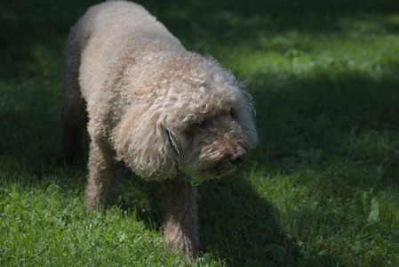 20250629_Home flowers and dog park__DSC0693_.jpg