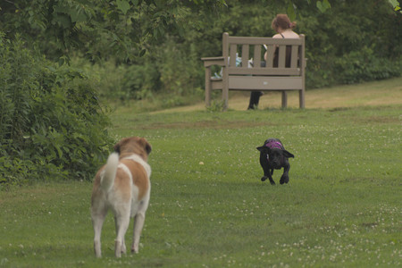 20250702_Dog park and Ken and Korinne house__DSC0019_.jpg