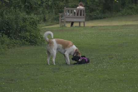 20250702_Dog park and Ken and Korinne house__DSC0025_.jpg