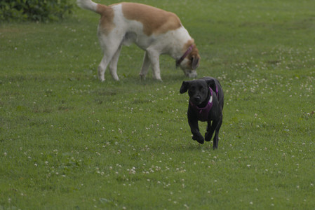 20250702_Dog park and Ken and Korinne house__DSC0031_.jpg