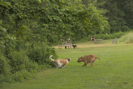 20250702_Dog park and Ken and Korinne house__DSC0040_.jpg