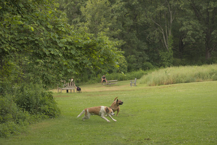 20250702_Dog park and Ken and Korinne house__DSC0041_.jpg