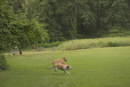 20250702_Dog park and Ken and Korinne house__DSC0042_.jpg