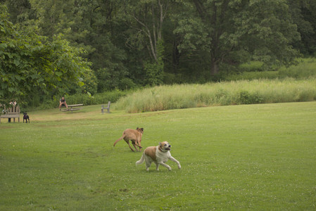 20250702_Dog park and Ken and Korinne house__DSC0043_.jpg