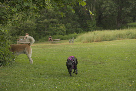 20250702_Dog park and Ken and Korinne house__DSC0054_.jpg