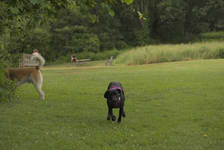 20250702_Dog park and Ken and Korinne house__DSC0055_.jpg