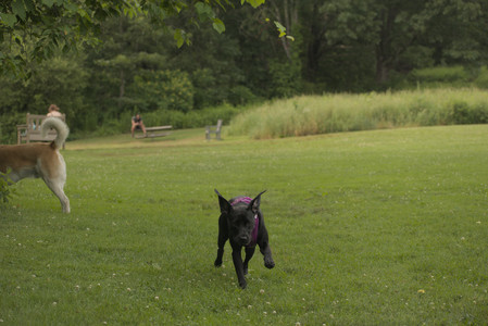 20250702_Dog park and Ken and Korinne house__DSC0056_.jpg