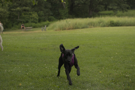 20250702_Dog park and Ken and Korinne house__DSC0058_.jpg
