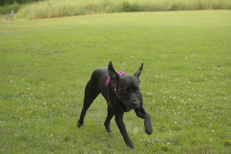 20250702_Dog park and Ken and Korinne house__DSC0060_.jpg