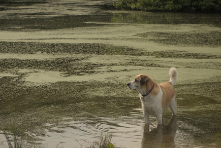 20250702_Dog park and Ken and Korinne house__DSC0062_.jpg