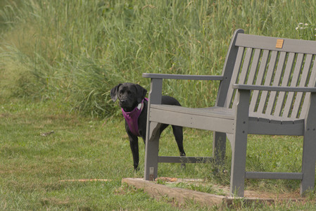 20250702_Dog park and Ken and Korinne house__DSC0063_.jpg