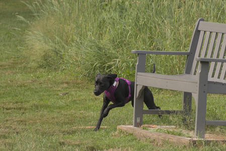 20250702_Dog park and Ken and Korinne house__DSC0064_.jpg