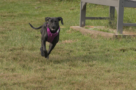 20250702_Dog park and Ken and Korinne house__DSC0067_.jpg