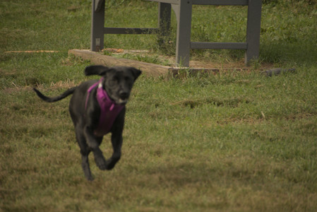 20250702_Dog park and Ken and Korinne house__DSC0069_.jpg