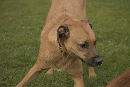 20250702_Dog park and Ken and Korinne house__DSC0072_.jpg