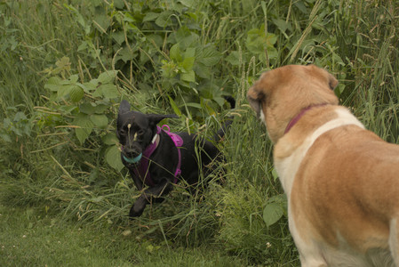 20250702_Dog park and Ken and Korinne house__DSC0087_.jpg