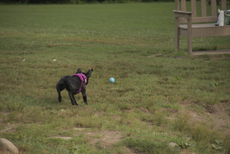 20250702_Dog park and Ken and Korinne house__DSC0119_.jpg