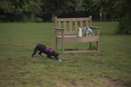 20250702_Dog park and Ken and Korinne house__DSC0120_.jpg