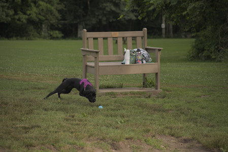 20250702_Dog park and Ken and Korinne house__DSC0121_.jpg