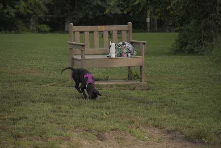 20250702_Dog park and Ken and Korinne house__DSC0122_.jpg