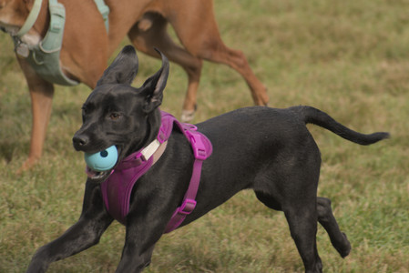 20250702_Dog park and Ken and Korinne house__DSC0135_.jpg