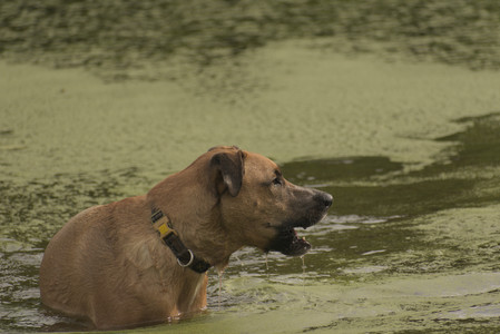 20250702_Dog park and Ken and Korinne house__DSC0152_.jpg
