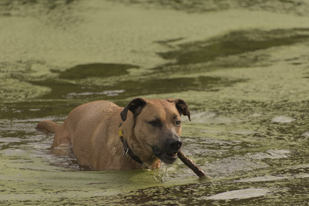20250702_Dog park and Ken and Korinne house__DSC0156_.jpg