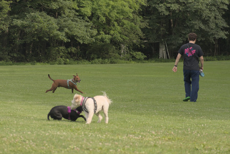 20250702_Dog park and Ken and Korinne house__DSC0184_.jpg