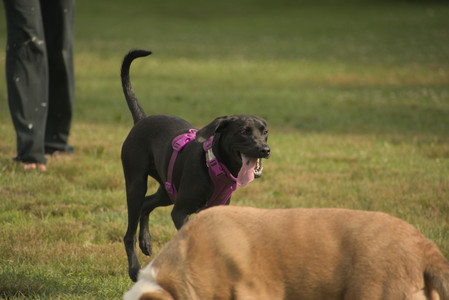 20250702_Dog park and Ken and Korinne house__DSC0194_.jpg