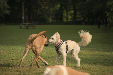 20250702_Dog park and Ken and Korinne house__DSC0198_.jpg