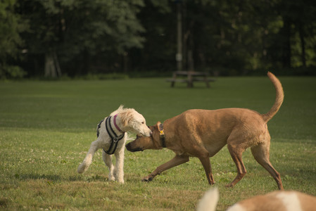 20250702_Dog park and Ken and Korinne house__DSC0203_.jpg