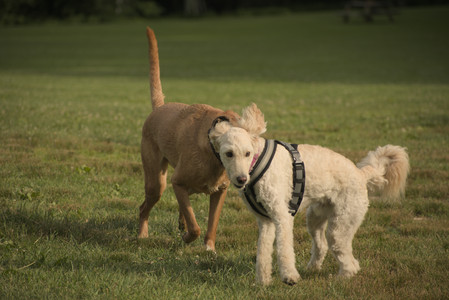 20250702_Dog park and Ken and Korinne house__DSC0209_.jpg