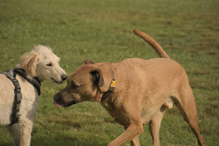 20250702_Dog park and Ken and Korinne house__DSC0217_.jpg