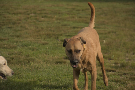 20250702_Dog park and Ken and Korinne house__DSC0222_.jpg