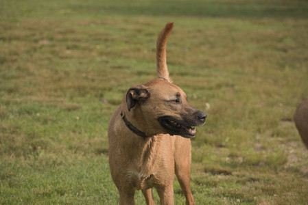 20250702_Dog park and Ken and Korinne house__DSC0226_.jpg