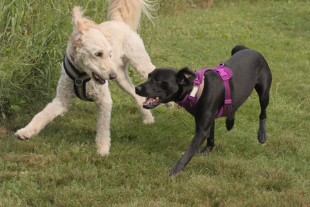 20250702_Dog park and Ken and Korinne house__DSC0232_.jpg