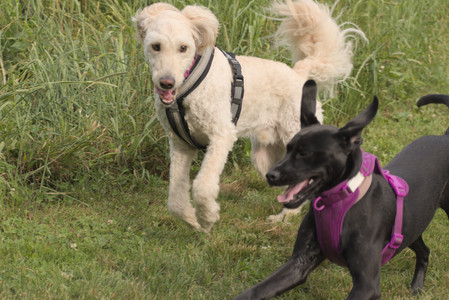 20250702_Dog park and Ken and Korinne house__DSC0233_.jpg